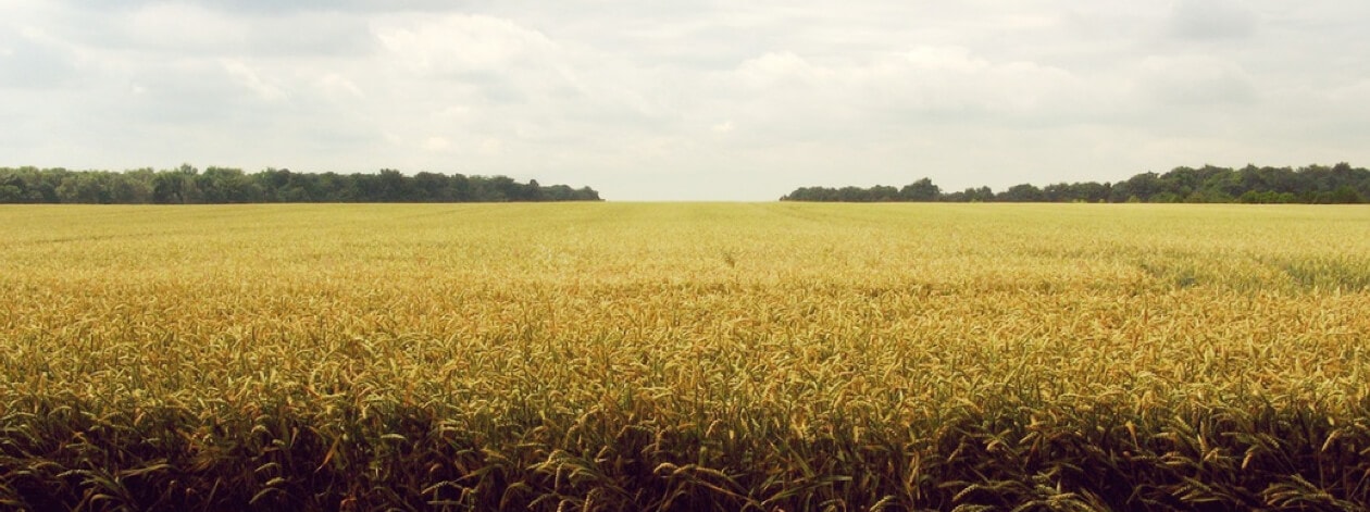 Invest in Land!